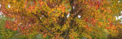 Colours of Autumn - Stanley - VIC (PBH4 00 13496)